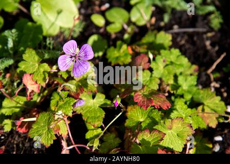 Geranio rosa penny Foto Stock