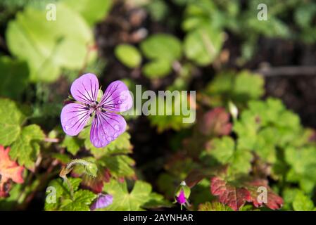 Geranio rosa penny Foto Stock