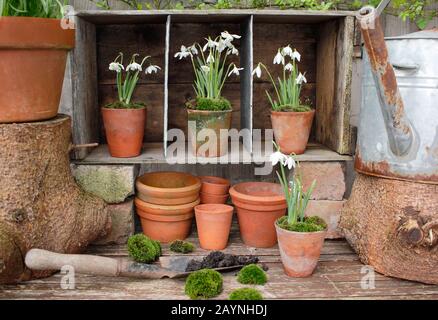 Galanthus nivalis. Innevamento, in vasi di argilla sormontati da muschio, esposto in un teatro di piante modellato da una cassa di legno. REGNO UNITO Foto Stock