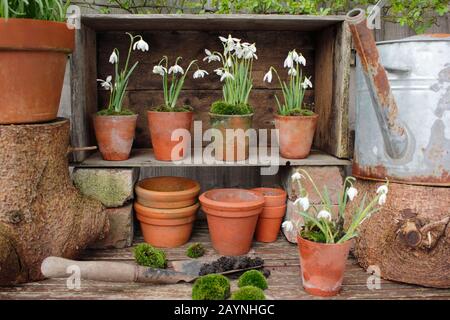 Galanthus nivalis. Innevamento, in vasi di argilla sormontati da muschio, esposto in un teatro di piante modellato da una cassa di legno. REGNO UNITO Foto Stock