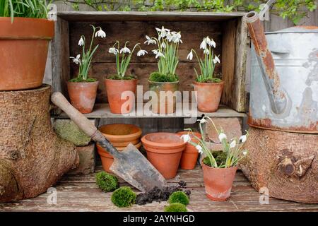 Galanthus nivalis. Innevamento, in vasi di argilla sormontati da muschio, esposto in un teatro di piante modellato da una cassa di legno. REGNO UNITO Foto Stock