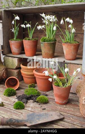 Galanthus nivalis. Innevamento, in vasi di argilla sormontati da muschio, esposto in un teatro di piante modellato da una cassa di legno. REGNO UNITO Foto Stock