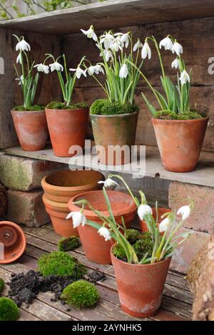 Galanthus nivalis. Innevamento, in vasi di argilla sormontati da muschio, esposto in un teatro di piante modellato da una cassa di legno. REGNO UNITO Foto Stock