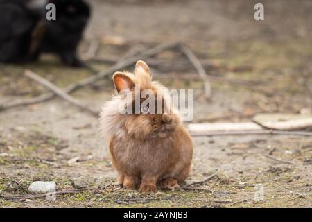 Ritratto di un piccolo coniglio nano marrone seduto nell'erba Foto Stock