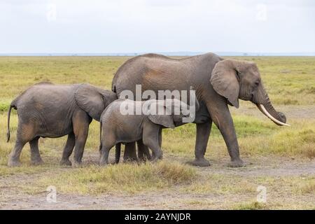 Due giovani elefanti insieme giocando in Africa, simpatici animali nel parco di Amboseli in Kenya Foto Stock