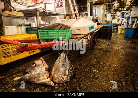 Teste di tonno nel mercato del Pesce di Tsukiji. Tokyo, Giappone Foto Stock