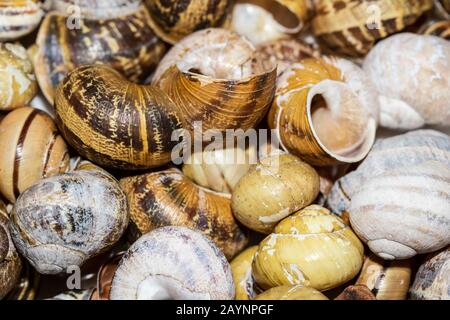 Raccolta Di Conchiglie di lumaca Vuote su sfondo bianco Foto Stock