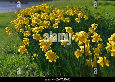 Portishead, Regno Unito. 16th Feb, 2020. Tempo del Regno Unito. Dopo la terribile tempesta Dennis, i narcodils sono visti in piena fioritura sulla strada principale di Portbury Cento che conduce a Portishhead. Credito: Robert Timoney/Alamy Live News Foto Stock