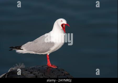 Un gabbiano rosso-fatturato (Chromicocephalus novaehollandiae sculinus), una volta conosciuto anche come gabbiano di sgombro, è un nativo della Nuova Zelanda (qui a Kaikoura), b Foto Stock