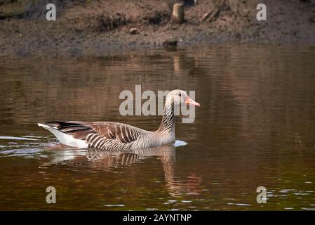 Goose Di Greylag (Anser Anser) Nel Fiume Rur, Germania Foto Stock