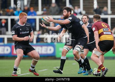 Newcastle, Regno Unito. 16th Feb, 2020. Newcastle UPON TYNE, INGHILTERRA - FEBBRAIO 16TH Greg Peterson di Newcastle Falcons in azione durante la partita Greene King IPA Championship tra Newcastle Falcons e Cornish Pirates a Kingston Park, Newcastle domenica 16th Febbraio 2020. (Credit: Chris Lishman | Mi News) Credit: Mi News & Sport /Alamy Live News Foto Stock