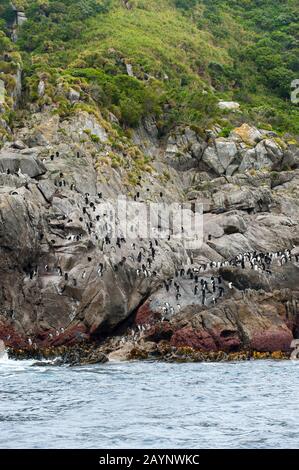 Un gruppo di pinguini di Snares (Eudyptes robustus), conosciuto anche come il pinguino di Snares, pronto ad andare in mare per nutrirsi, in attesa di rocce al w Foto Stock