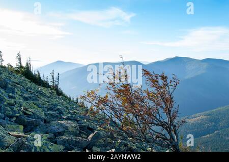 bellissime montagne coperte di foresta e pino alpino sotto il cielo blu Foto Stock