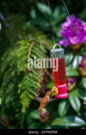 Uomo Rufous Hummingbird, Selasfaltoro rufus a feeder in giardino di Tom Lamb a Dixie, Washington orientale, Stati Uniti. Foto Stock