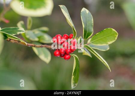 Ilex × altaclerensis 'Golden King' agrifoglio con frutti di bosco in inverno. REGNO UNITO Foto Stock