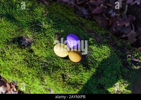 Uova di Pasqua naturali su verde, tronco di albero mossy nella foresta in inizio di Pasqua. I primi raggi di sole nell'anno Foto Stock