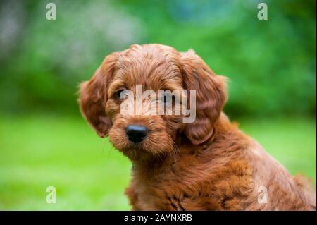 Ritratto di 8 settimane Goldendoodle maschio cucciolo. Foto Stock