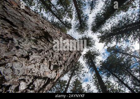 Pini Ponderosa (Pinus ponderosa) nel Palouse vicino Pullman, Eastern Washington state, USA. Foto Stock