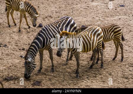La coppia di zebra maschile e femminile, specie di cavallo tropicale selvatico dall'Africa Foto Stock