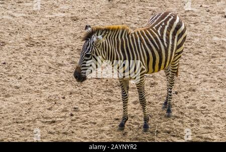 Ritratto di closeup di una zebra di sovvenzione, specie di cavallo tropicale selvatico dall'Africa Foto Stock