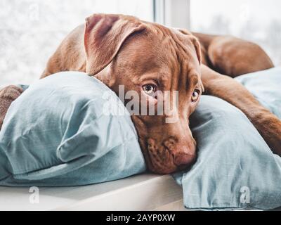 Amabile, grazioso cucciolo di colore del cioccolato. Primo piano Foto Stock