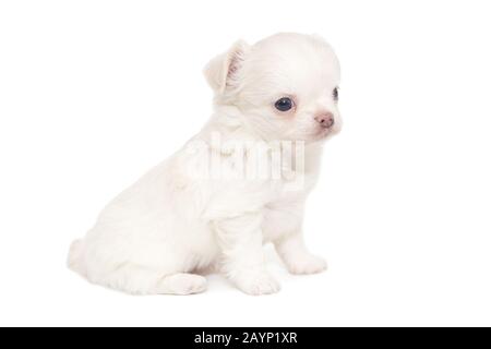 Piccolo cucciolo bianco Chihuahua isolato su sfondo bianco Foto Stock