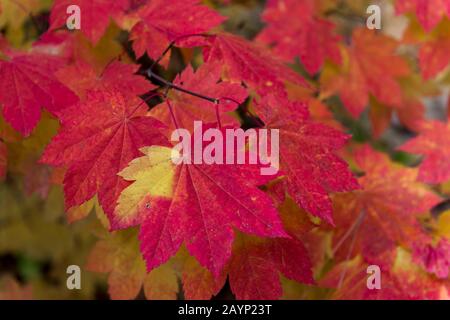 Una scena autunnale con un primo piano di foglie di acero di vite al Lake Wenatchee state Park, nello stato orientale di Washington, USA. Foto Stock