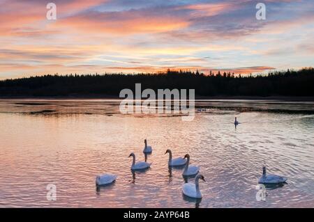 cigni bianchi all'alba sotto il cielo colorato Foto Stock