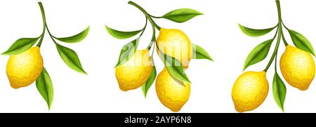Set vettoriale di rami di limone con frutta e foglie isolate su fondo bianco. Illustrazione Vettoriale