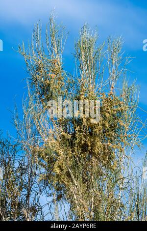 Primo piano di un albero Saxaul in fiore (Haloxylon ammodendron) (a volte chiamato sacsaoul o saksaul) alle dune di sabbia di Hongoryn Els nel deserto di Gobi i Foto Stock