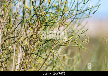 Primo piano di un albero Saxaul in fiore (Haloxylon ammodendron) (a volte chiamato sacsaoul o saksaul) alle dune di sabbia di Hongoryn Els nel deserto di Gobi i Foto Stock