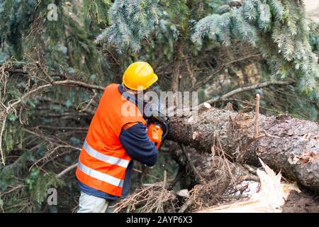 Lumberman in lavoro di protezione segare rami con una motosega da un albero abbattuto nella pineta Foto Stock