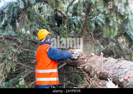Lumberman in lavoro di protezione segare rami con una motosega da un albero abbattuto nella pineta Foto Stock