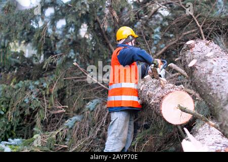 Lumberman in lavoro di protezione segare rami con una motosega da un albero abbattuto nella pineta Foto Stock
