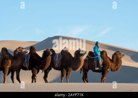 Un herder mongolo sta cavalcando con i cammelli del Bactrian nella luce serale alle dune di sabbia di Hongoryn Els nel deserto di Gobi, il parco nazionale di Gobi Gurvansaikhan Foto Stock