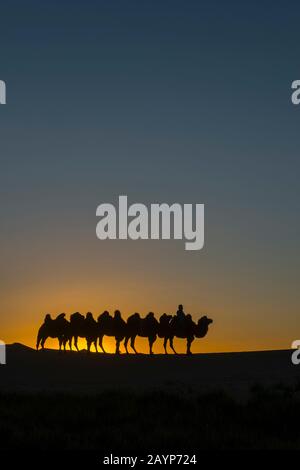 Un herder mongolo sta cavalcando con i cammelli di Bactrian al tramonto sulle dune di sabbia di Hongoryn Els nel deserto di Gobi, il parco nazionale di Gobi Gurvansaikhan a sou Foto Stock