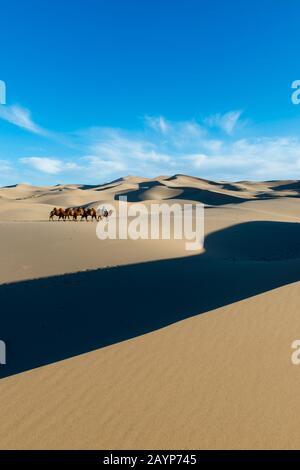 Un herder mongolo sta cavalcando con i cammelli del Bactrian nelle dune di sabbia di Hongoryn Els nel deserto di Gobi, il parco nazionale di Gobi Gurvansaikhan nel Mong meridionale Foto Stock