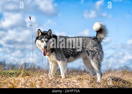 Siberian Husky. Siberian Husky è camminare sul campo. Foto Stock