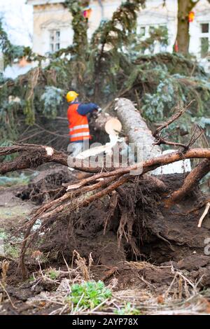 lavoratore di utilità che usa una sega meccanica per tagliare un albero caduto, a causa di una tempesta di vento. Foto Stock