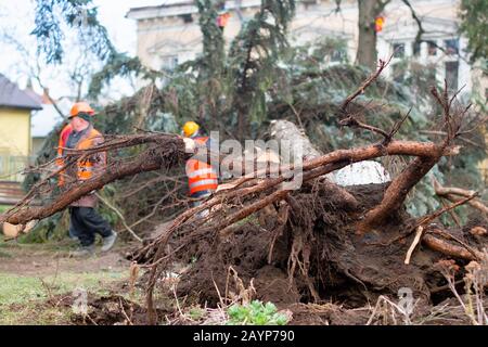 lavoratore di utilità che usa una sega meccanica per tagliare un albero caduto, a causa di una tempesta di vento. Foto Stock