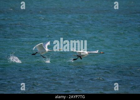 I cigni di Whooper (Cygnus cynus) decollare dal lago Shar Nurr nelle montagne di Altai vicino alla città di Ulgii (Ölgii) nella provincia di Bayan-Ulgii a weste Foto Stock