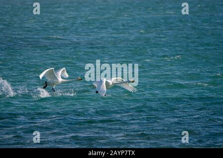 I cigni di Whooper (Cygnus cynus) decollare dal lago Shar Nurr nelle montagne di Altai vicino alla città di Ulgii (Ölgii) nella provincia di Bayan-Ulgii a weste Foto Stock