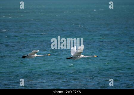 I cigni di Whooper (Cygnus cynus) decollare dal lago Shar Nurr nelle montagne di Altai vicino alla città di Ulgii (Ölgii) nella provincia di Bayan-Ulgii a weste Foto Stock