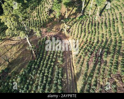 Alberi da caffè sulla mattina luce del sole aereo vista drone Foto Stock