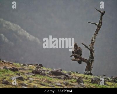 Aquila reale, crisaetos Aquila, uccello singolo su albero, Bulgaria, febbraio 2020 Foto Stock