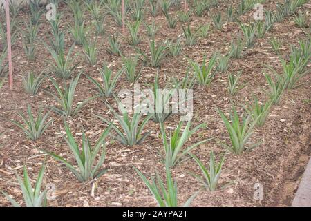 Piante di ananas in una serra Foto Stock