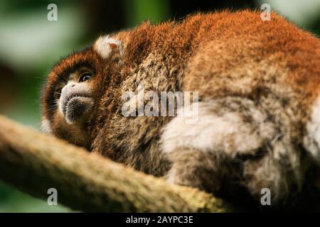 Titi Monkey seduto su un ramo di albero nella mostra Amazonia allo Smithsonian's National Zoo di Washington, DC, Stati Uniti Foto Stock