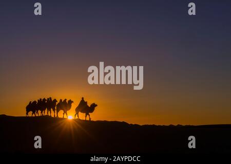 Un herder mongolo sta cavalcando con i cammelli del Bactrian al tramonto (sunburst) sulle dune di sabbia di Hongoryn Els nel deserto di Gobi, Gobi Gurvansaikhan National Foto Stock