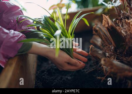 Concetto di giardinaggio domestico. Donna mani piantando pianta di piantina. Luce del sole sulle foglie. Foto Stock