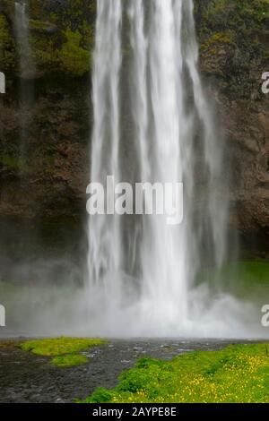Il Seljalandsfoss si trova nella regione meridionale in Islanda e la cascata scende a 60 m ed è parte del fiume Seljalands che ha il suo o. Foto Stock